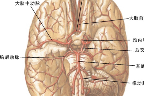 Application du monitoring neurophysiologique à l'endartériectomie carotidienne